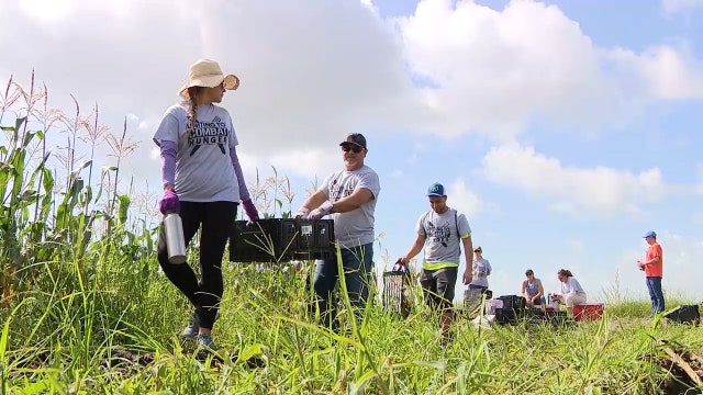 Crop gleaning helps to feed the hungry