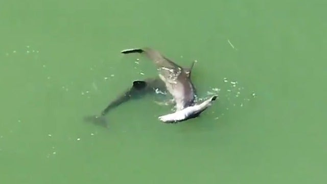 Heartbreaking: Grieving dolphin seen pushing dead calf through Florida waters