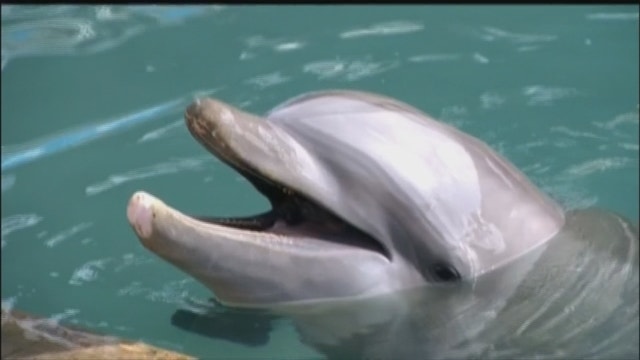 NOAA: 279 dolphins dead on Gulf Coast, triple usual number