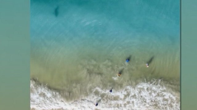 Drone captures shark lurking close to family