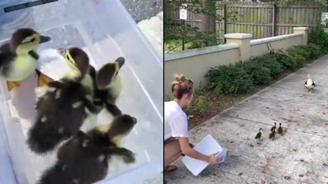VIDEO: Ducklings rescued from storm drain reunited with mama duck