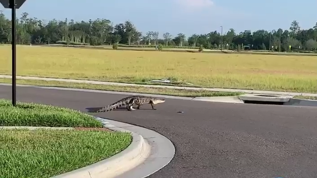 Alligator spotted crossing the street in Land O'Lakes