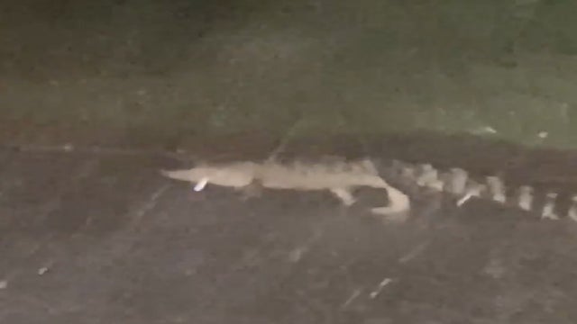 Gator crossing the street in DeBary during Hurricane Dorian