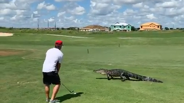 VIDEO: 7-foot alligator walks across green near golfer at Central Florida country club