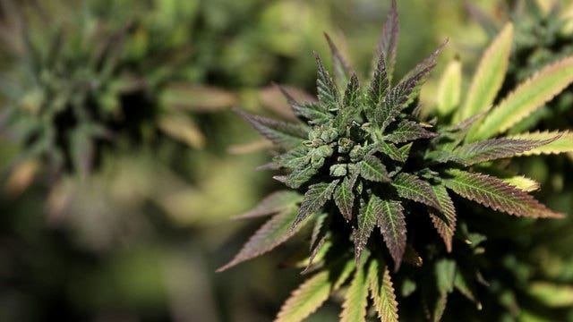 Potency of medical pot re-emerges as issue