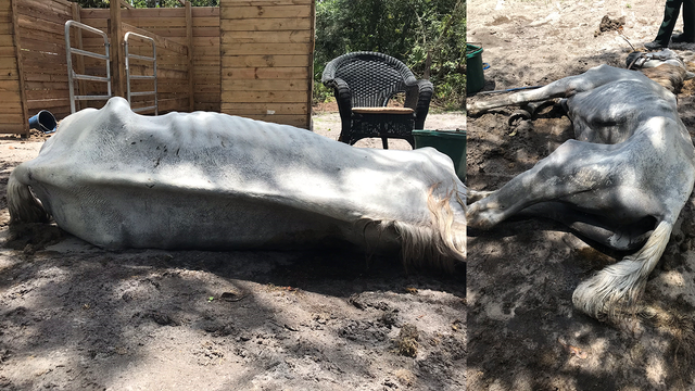 Lake County man arrested after two starving horses found on property