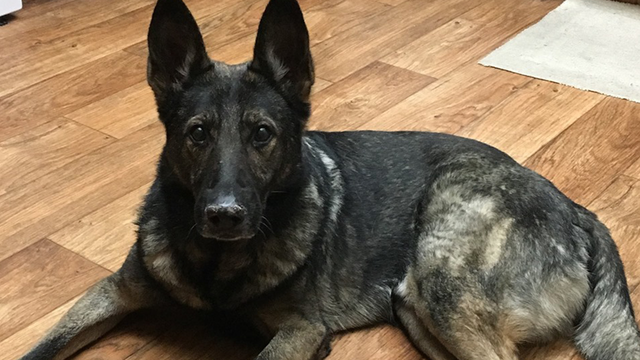 Retired Clearwater K-9 Enzo passes away