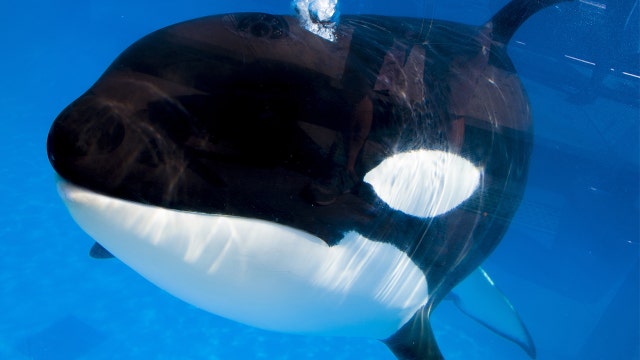 30-year-old female orca passes away at SeaWorld Orlando