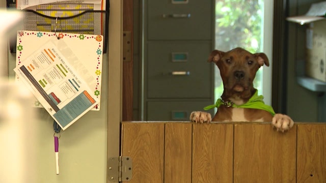 Lake County shelter overrun with dogs