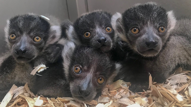 4 black and white ruffled lemurs born at Florida zoo