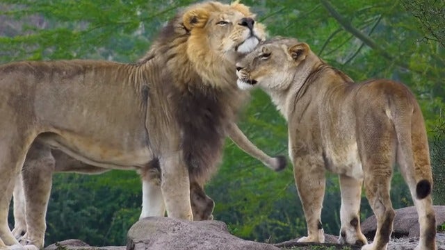 Disney releases video of Animal Kingdom's pride of lions to celebrate 'The Lion King'