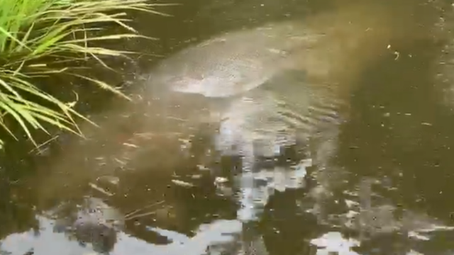 VIDEO: Manatee swims in Florida woman's backyard during Hurricane Dorian