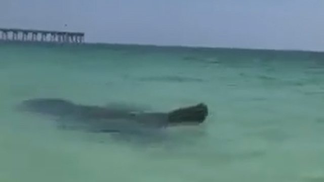 Manatee spotted swimming near shoreline at Pensacola Beach