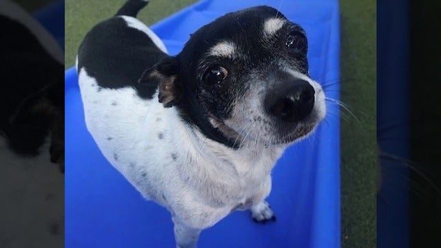 Don't forget your pets! Here's a list of hotels that allow pets during a hurricane