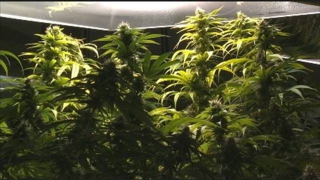 Medical marijuana firm seeks OK to expand