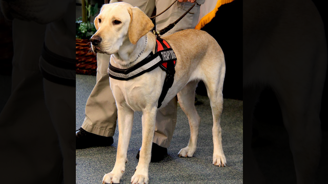 Winter Haven Police Department welcomes their first therapy dog