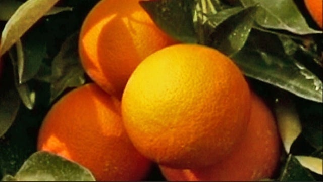Citrus crop value up as farmland shrinks