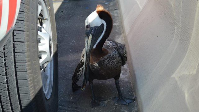 Injured pelican rescued from Florida bridge