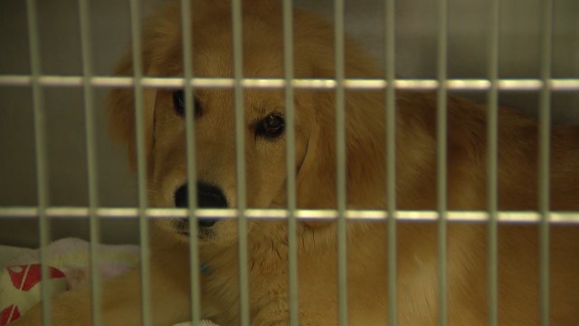 FDA: People taking opioids meant for pet