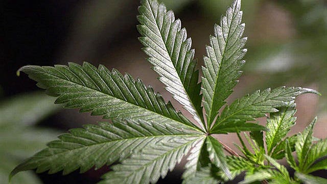 State wants new hearing in major pot case