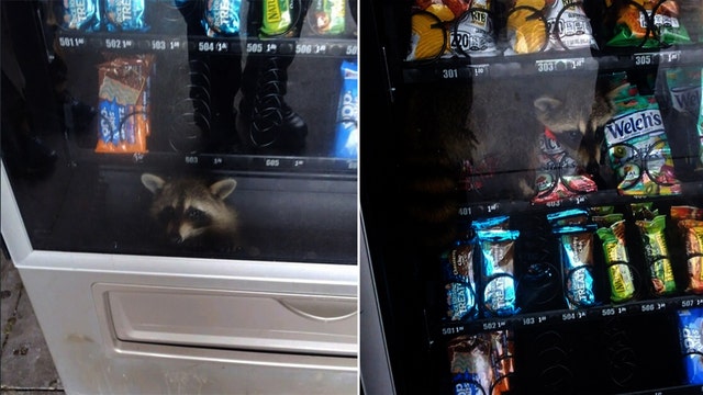 Adorable 'burglar' trapped inside school vending machine