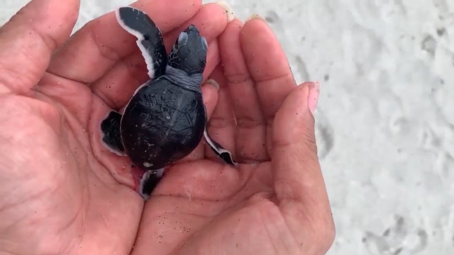 Hurricane Dorian washes away sea turtles, eggs