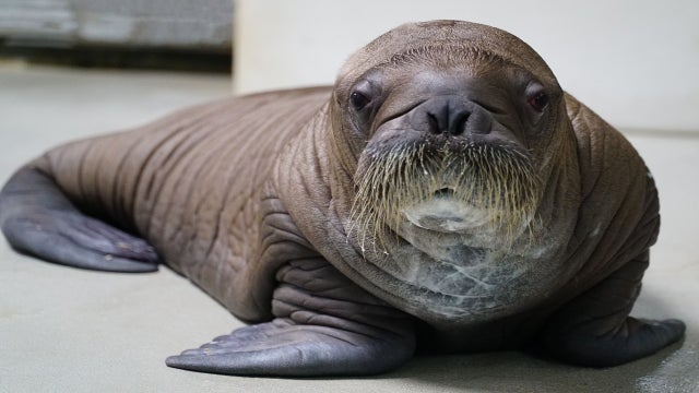 SeaWorld Orlando welcomes whiskered baby walrus