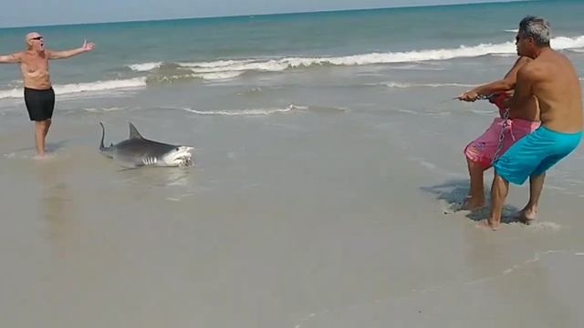 Fishermen catch 10-foot tiger shark off of Florida beach