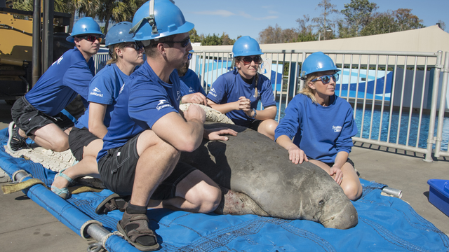 SeaWorld Orlando receives first cold stressed manatee of the year