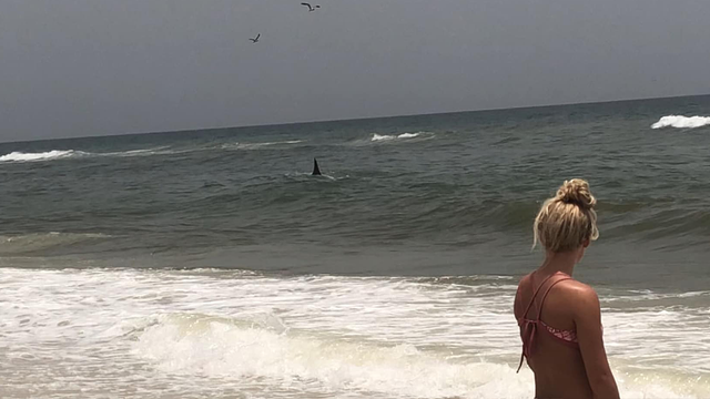 13-foot shark spotted near shore at Florida beach