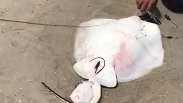 VIDEO: Stingray caught on fishing line gives birth on Florida beach
