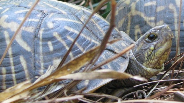 Pet turtles linked to salmonella outbreak across 13 states, CDC says