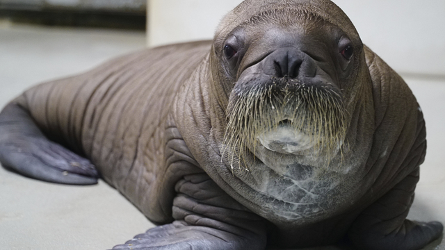 Kora the baby walrus to be raised at SeaWorld Orlando