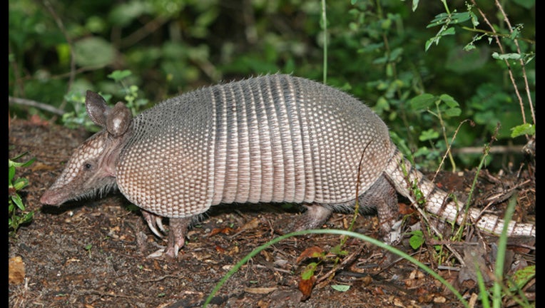 85fdc97c-Armadillo_1437506870665.jpg
