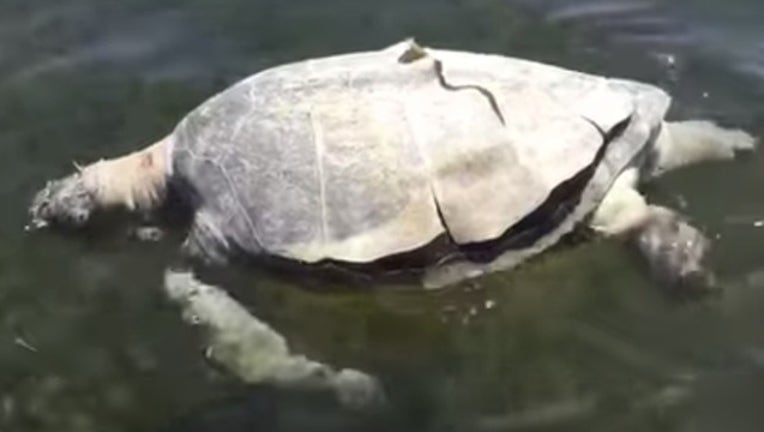 fc7c8479-BISCAYNE NATIONAL PARK_dead sea turtle_062719_1561663133407.png-402429.jpg