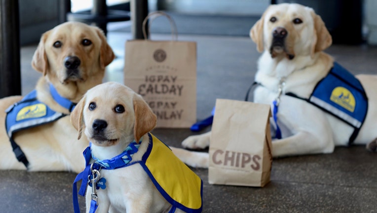 e2d7fdd7-Chipotle-Canine-companions_1533001213089-402429.jpg