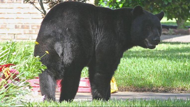 ae944f18-FWC bear-402429.png