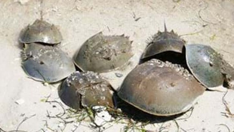 7bc7b170-FWC_horseshoe crab_022719_1551302799259.png-402429.jpg