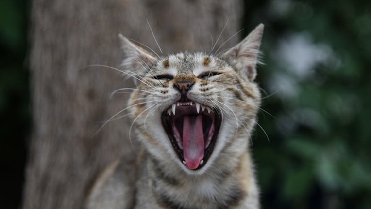8edc7d95-GETTY cat_1563029441502.png-402429.jpg