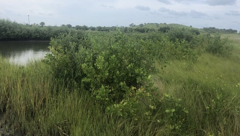 60f640e8-WOFL_grass environment_091219_1568341289950.png-402429.jpg