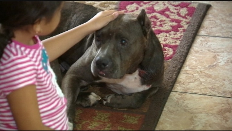 80af4ea4-dog-reunited-kissimmee-402429.jpg