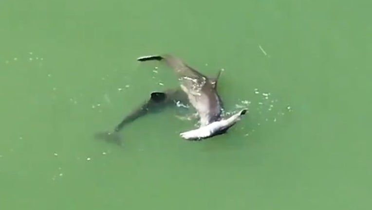 7348c508-dolphin for web_1559652656147.png-402429.jpg