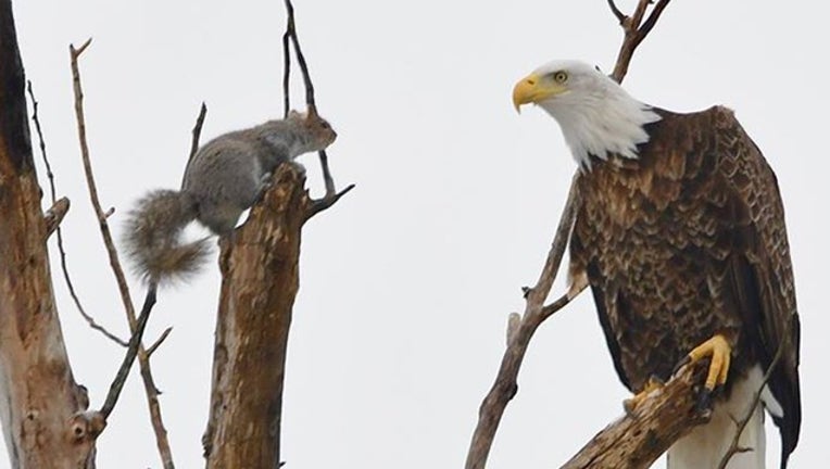 49fd3b24-eagle squirrel for web_1552649295999.png-402429.jpg