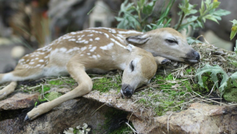 87972e48-Two headed fawn (image courtesy Minnesota DNR)-404023