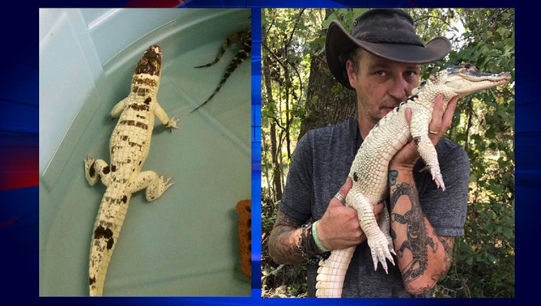 8c87c434-leucistic-alligator-stolen_1529983999524-402429.jpg