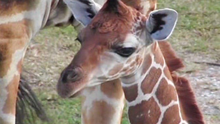 7d7e0005-lion country safari_press room giraffe jioni_061119_1560275465143.png-402429.jpg