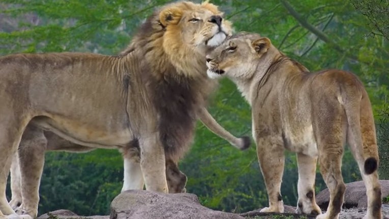 Disney Releases Video Of Animal Kingdom S Pride Of Lions To Celebrate The Lion King Disney Releases Video Of Animal Kingdom S Pride Of Lions To Celebrate The Lion King