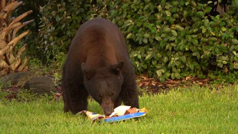 a50a5112-longwood-bear-sabal-point_1533263321079-402429.jpg