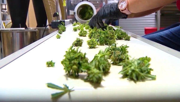 d156a75d-marijuana-pot-cannabis2_1549327473774-402429.jpg