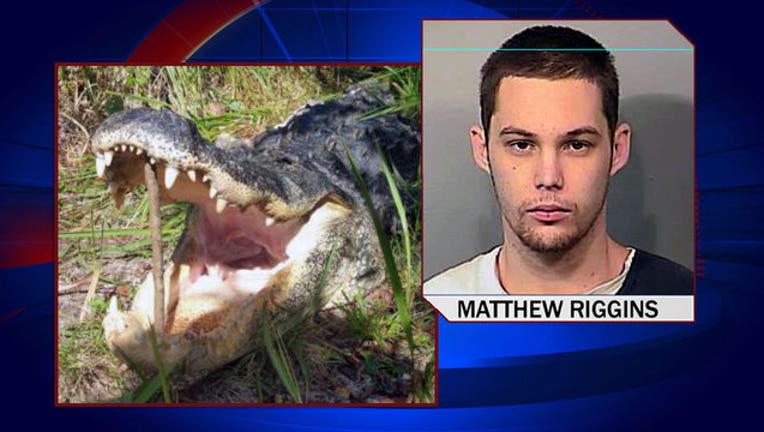 58f8ea56-matthew-riggins-alligator-drowning_1449538983354-402429.jpg